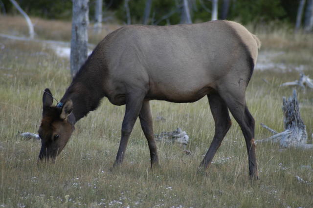 2007.09.01.Elk0025