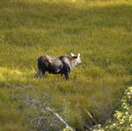 2007.09.07.Moose0008