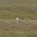 2007.09.05.Pronghorn0014