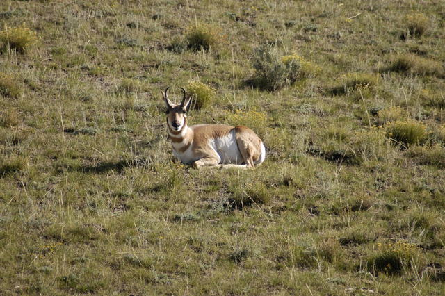 2007.09.05.Pronghorn0003