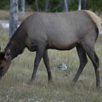 2007.09.01.Elk0025