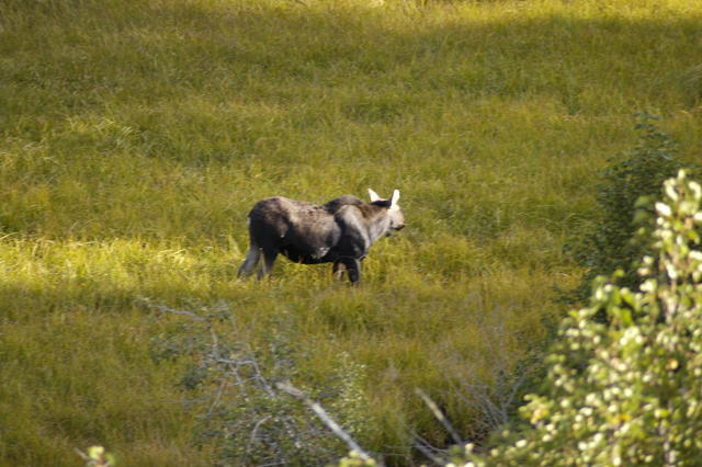 2007.09.07.Moose0008