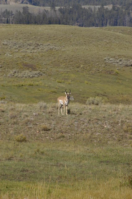 2007.09.05.Pronghorn0014