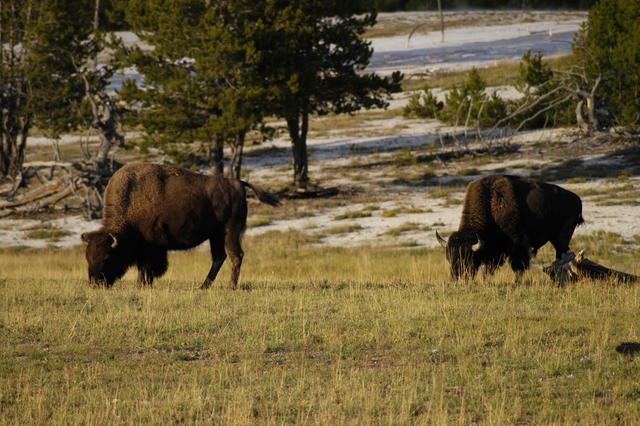 2007.09.01.Bison0015