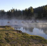 2007.09.04.Bison crossing river0001