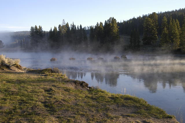 2007.09.04.Bison crossing river0001