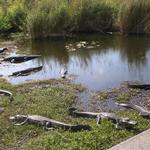 Ernest Coe Area of Everglades National Park