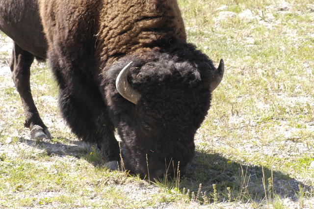 2007.09.03.Bison0065