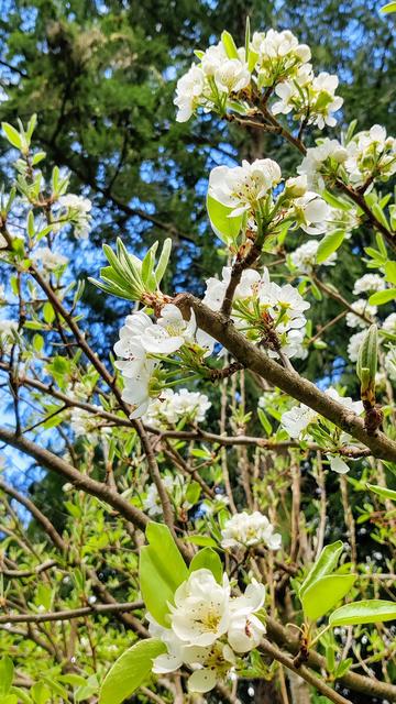 Bainbridge Sakura