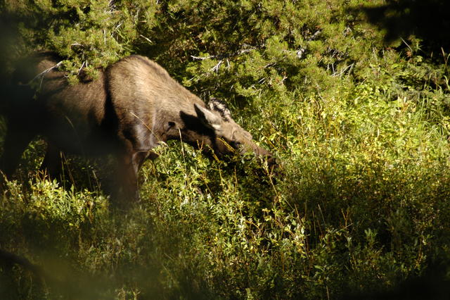 2007.09.04.Moose0004