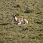 2007.09.05.Pronghorn0003