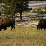 2007.09.01.Bison0015