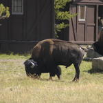 2007.09.01.Bison0009