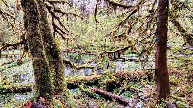 Hoh Rain Forest