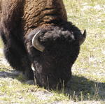 2007.09.03.Bison0065