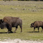 2007.09.03.Bison0063