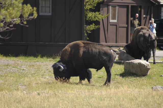 2007.09.01.Bison0009