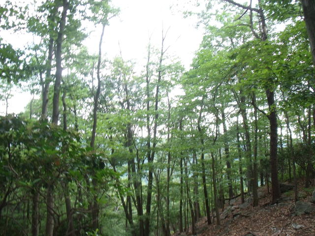 Boral Forest of MD
