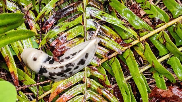 Hoh Banana Slug