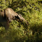 2007.09.04.Moose0004