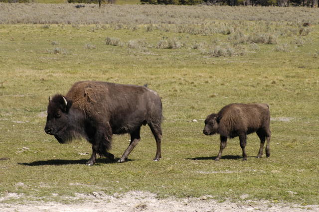 2007.09.03.Bison0063