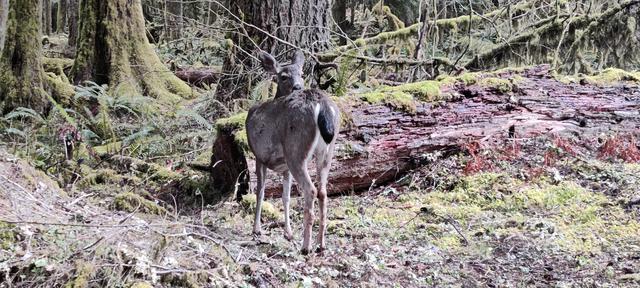 Sol Duc deer